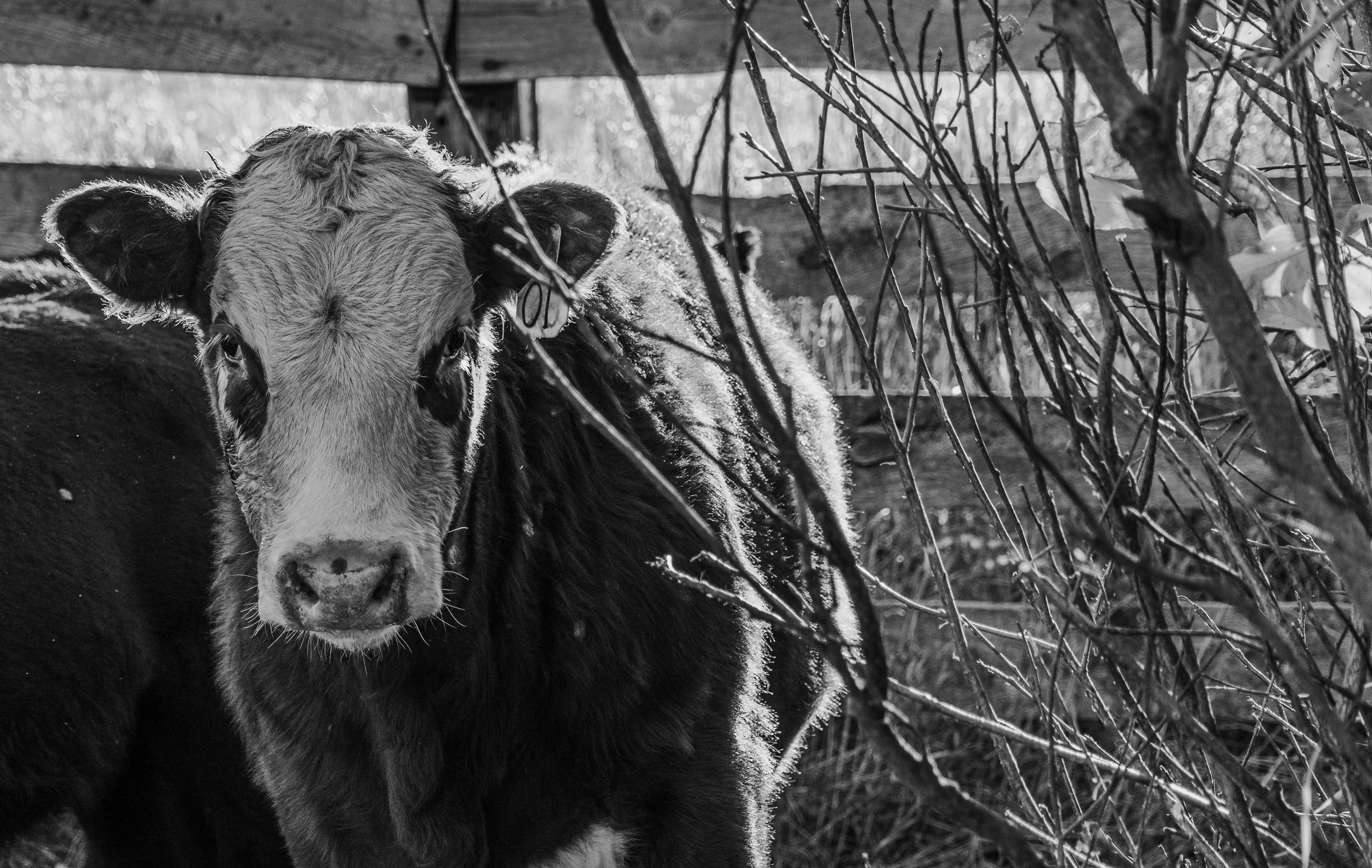 MCA PRESS RELEASE Disinformation About Country-of-Origin Labeling of Beef