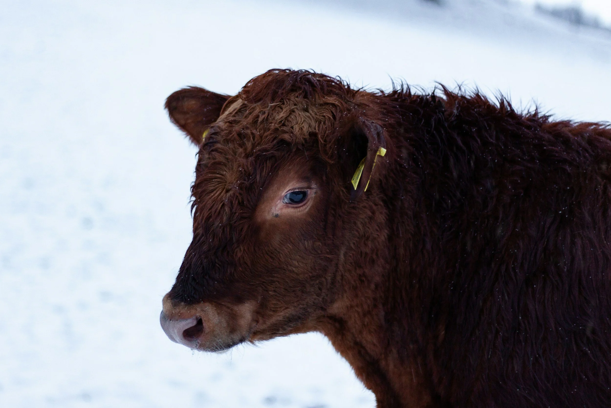 Montana ranchers push for mandatory beef labeling as imported meat increases
