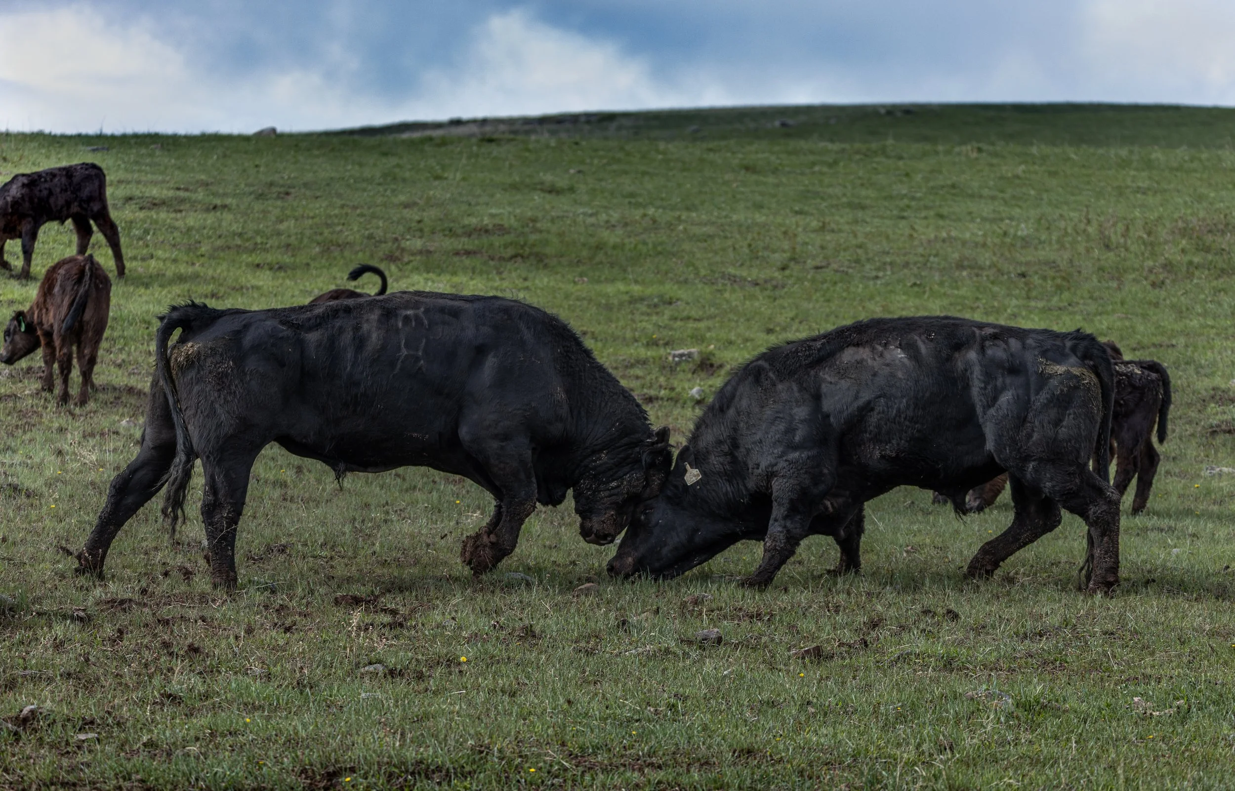Montana Cattlemen's Association Press Release&nbsp;