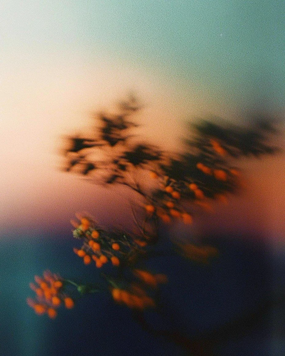 Blurred image of a branch with orange berries and leaves against a colorful sky background