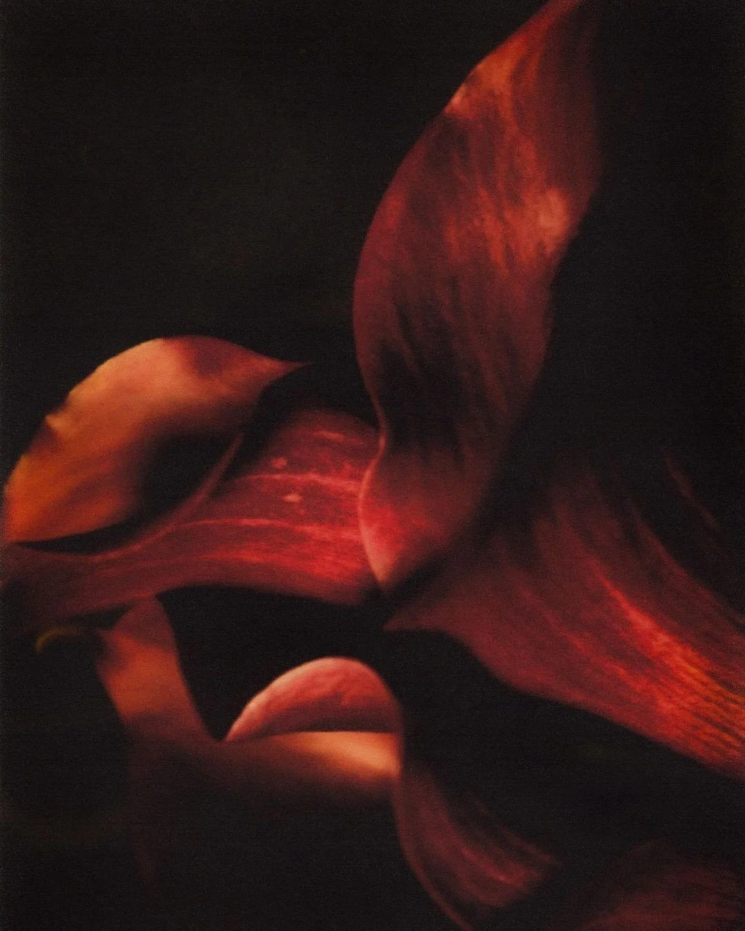 Close-up of dark red and orange flower petals with a black background.