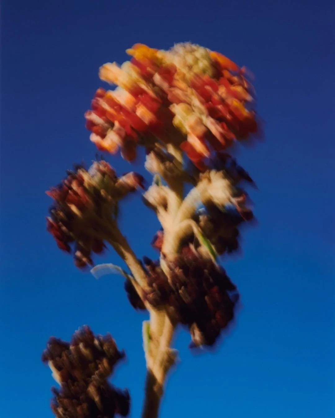 Close-up of a blooming plant with pink and orange clustered flowers against a clear blue sky.