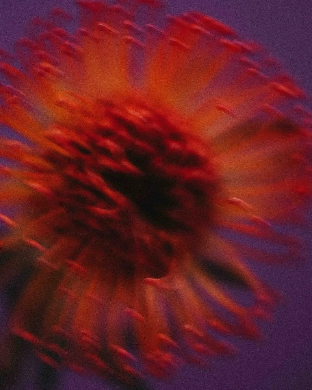 An abstract, blurry close-up of a red-orange flower or object against a blue background.