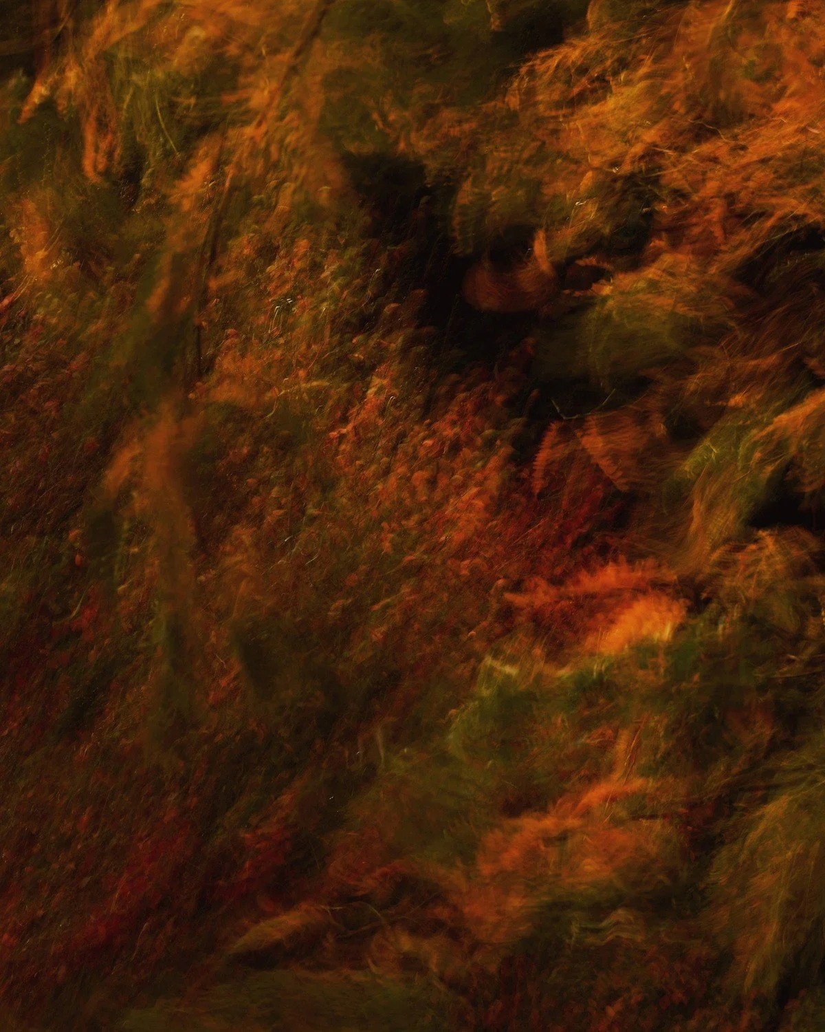 Blurry, abstract image with warm orange, red, and green hues of foliage or trees.