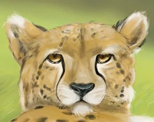 Cheetah Study