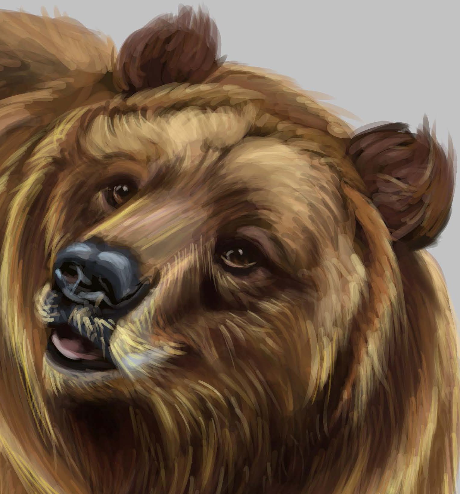 Bear Study