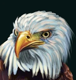 Eagle study
