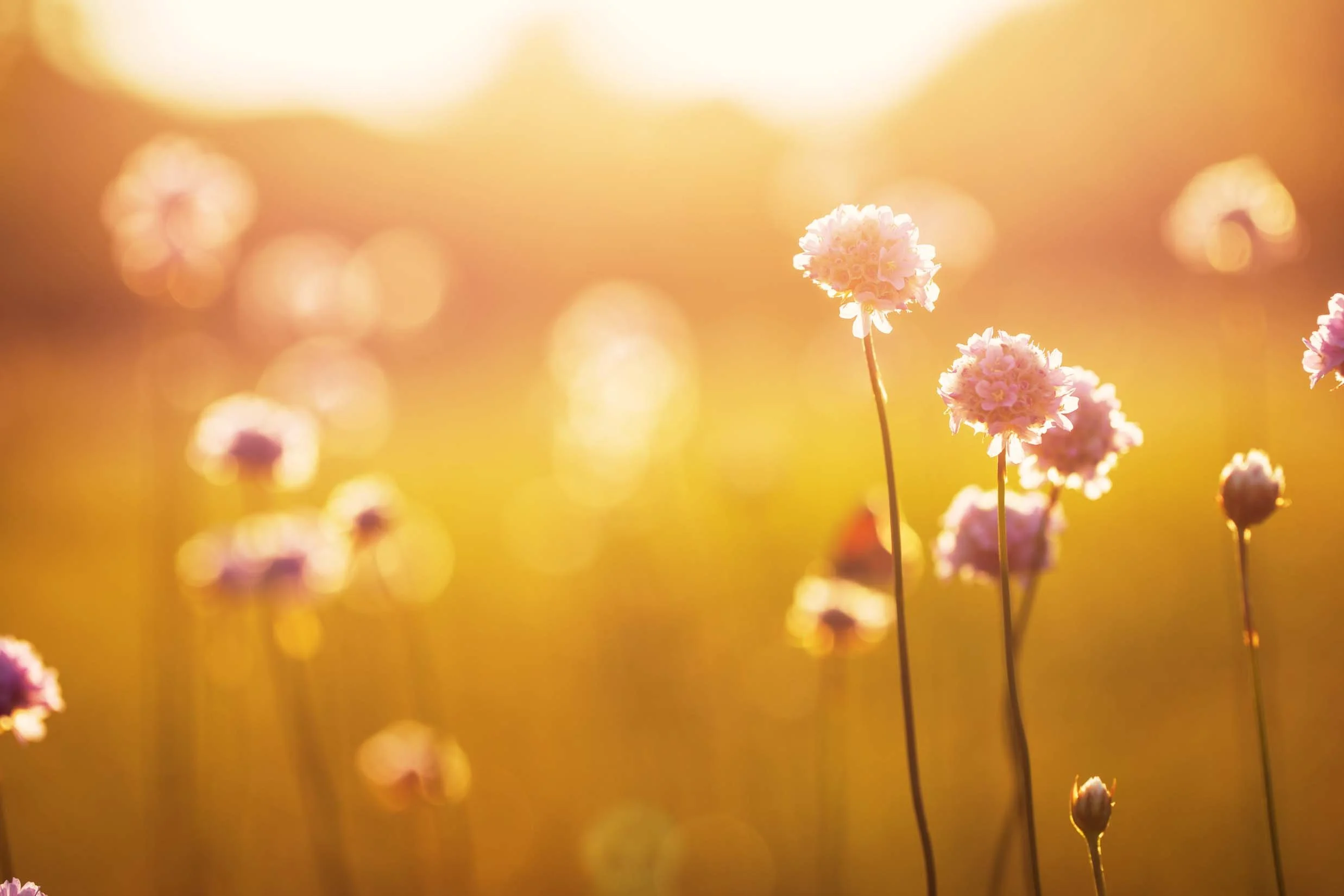 Psychotherapy & Clinical Psychology in London Ontario | Ross Psychology