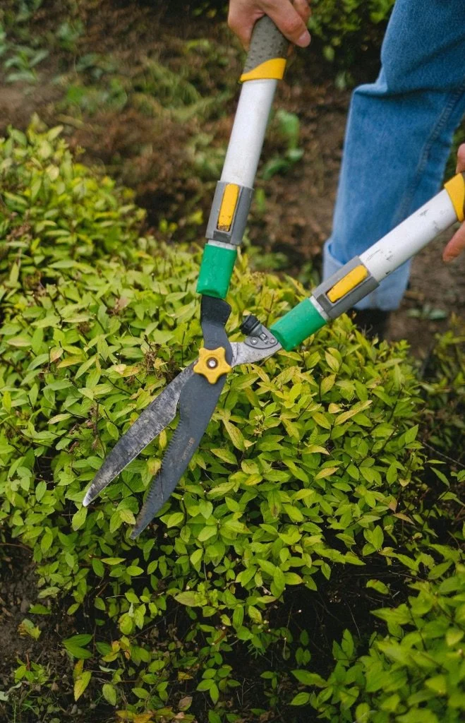 Hedge & Shrub Trimming