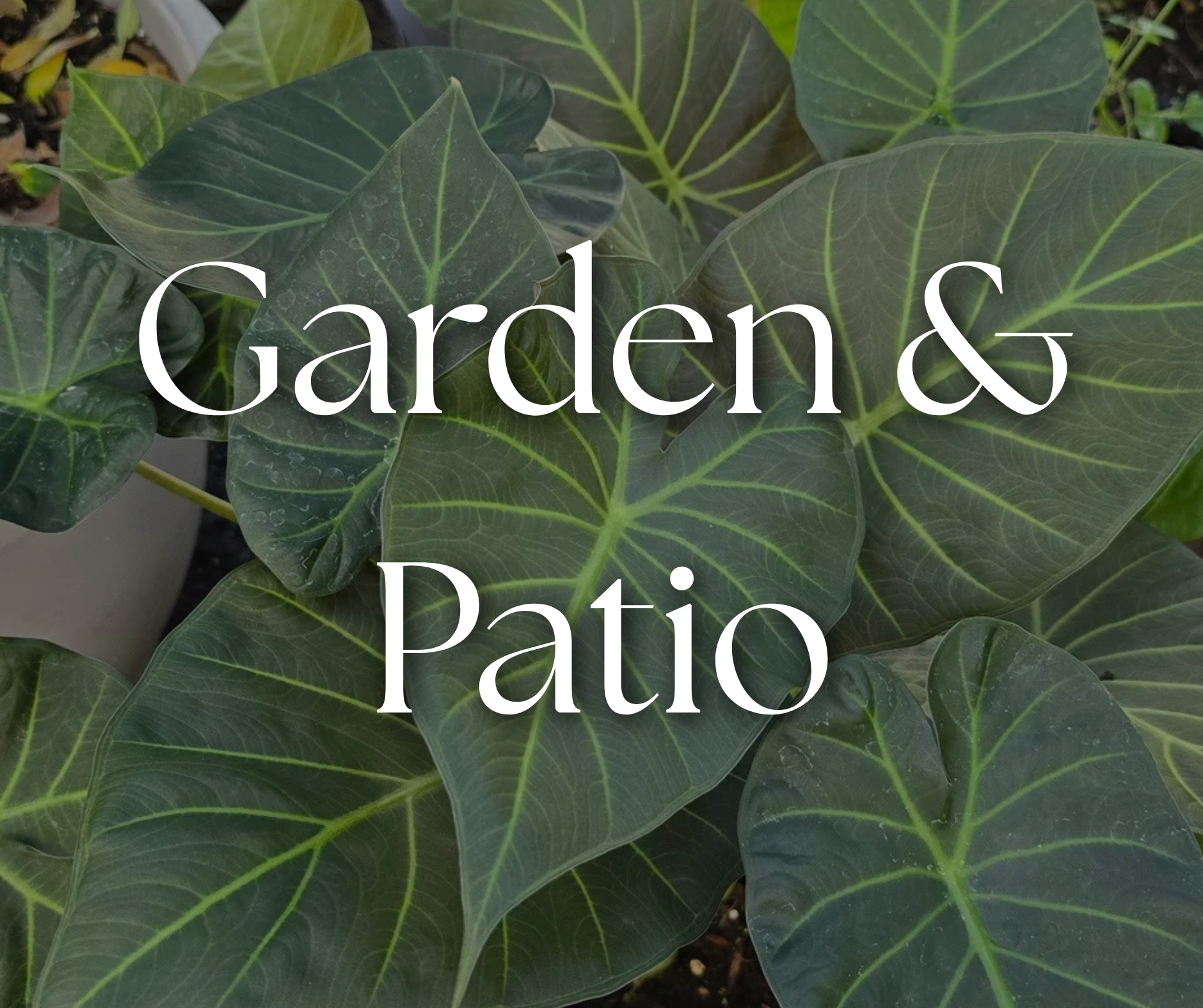 Close-up of large green leaves from an indoor plant, with white text overlay reading "Garden & Patio."