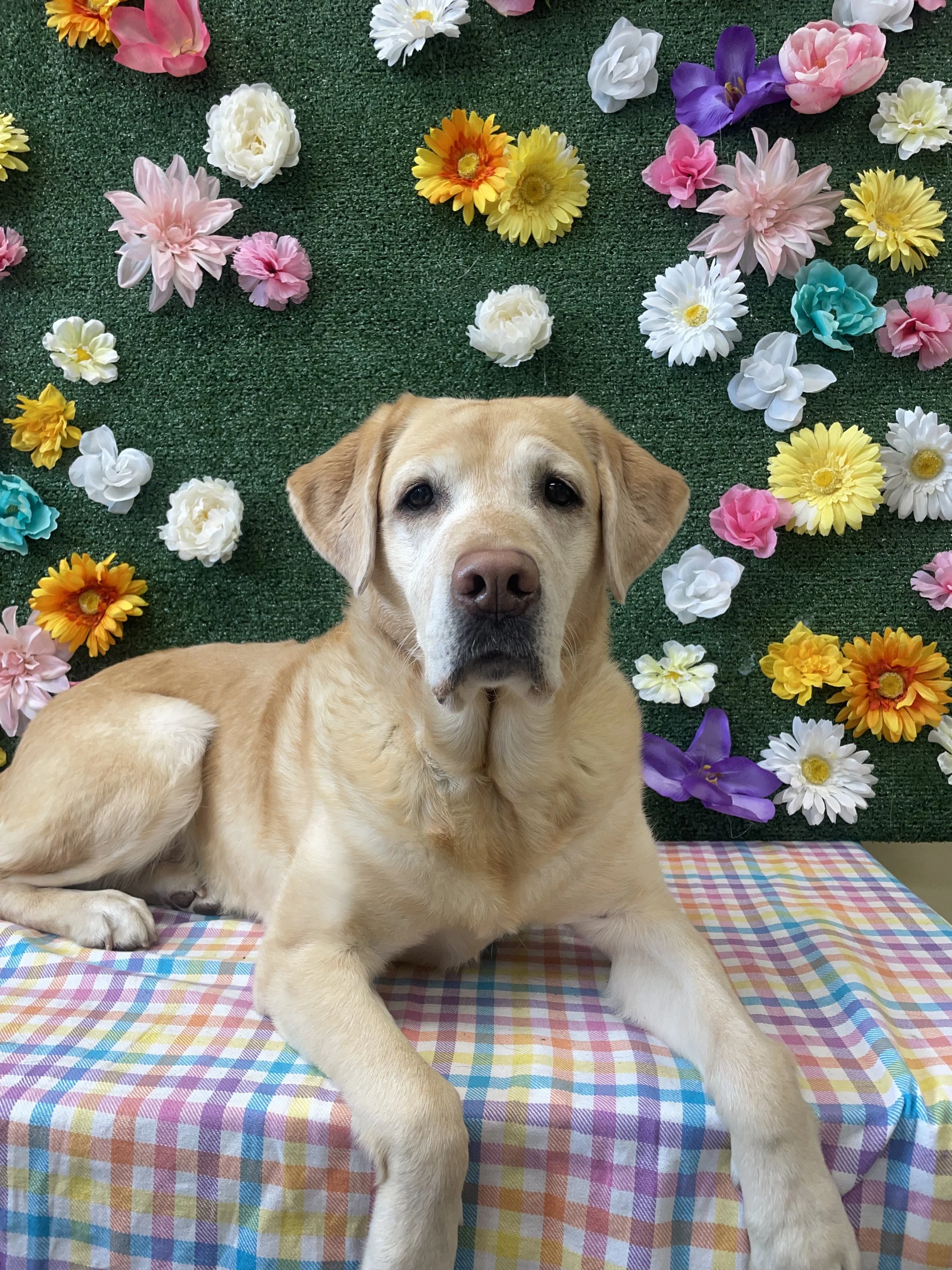 Your Dog’s Favorite Word: Turning Their Name into a Fun Game