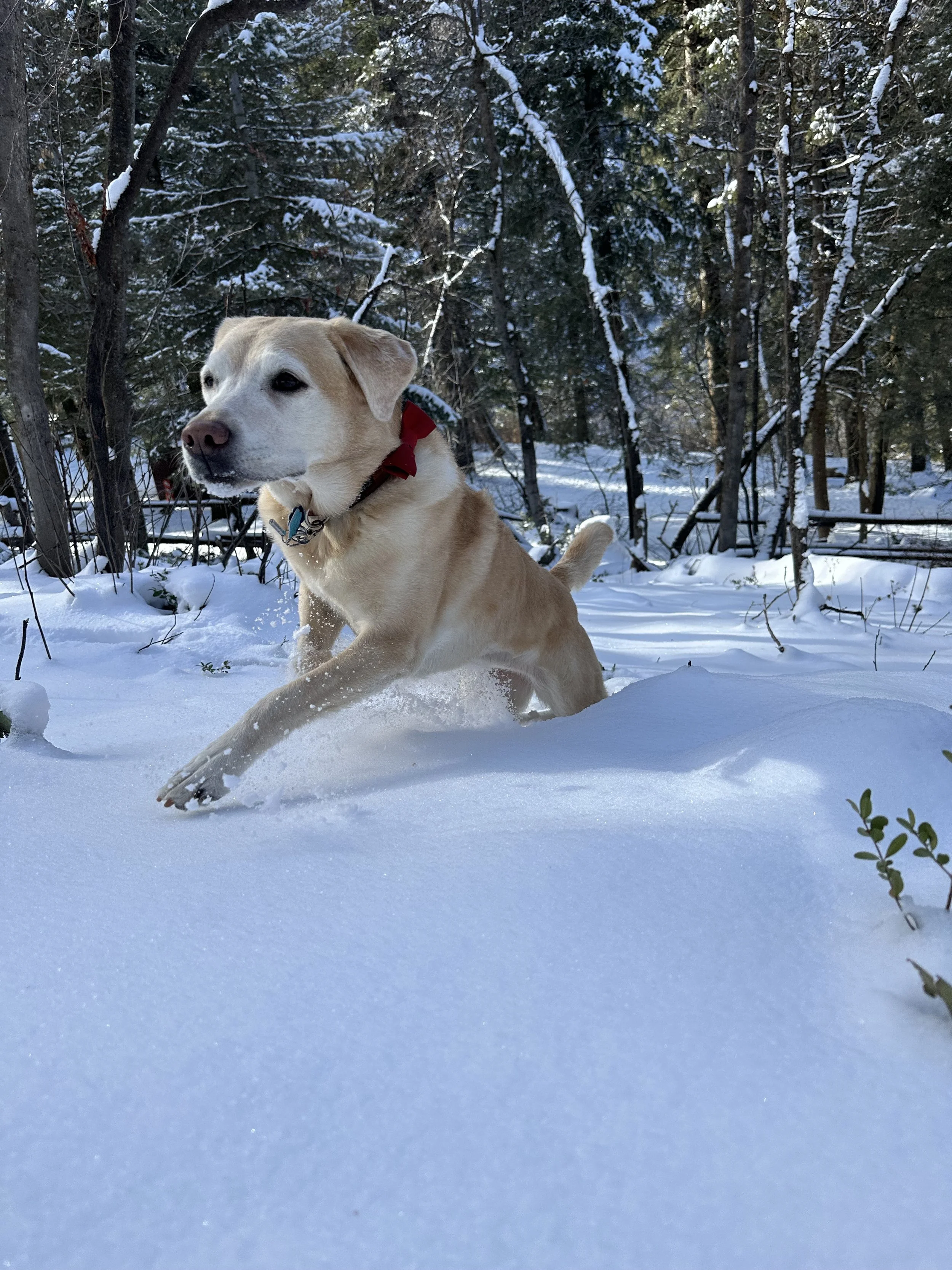 Impatience Is a Form of Resistance (And Your Dog Can Feel It)
