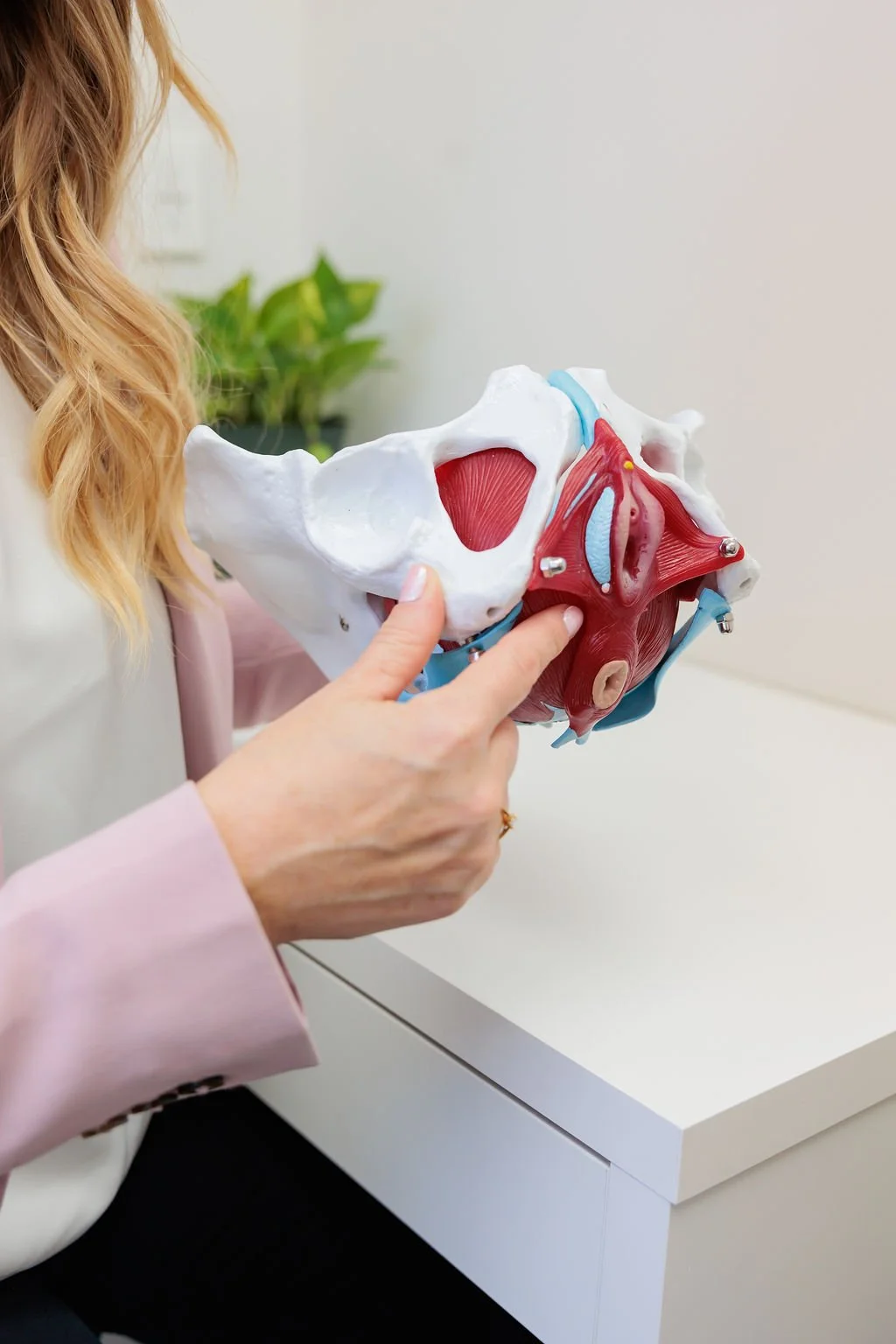 Pelvic health clinician demonstrating an anatomical model of the female pelvis and pelvic floor muscles during an exam at Toronto Pessary Clinic.