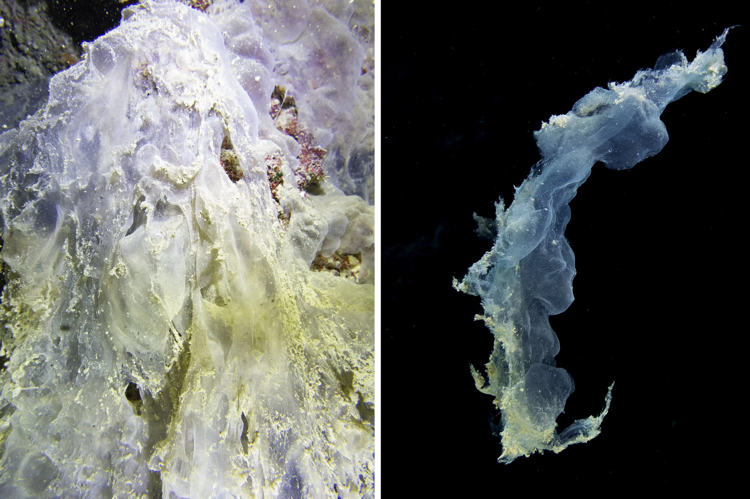 Comparison of Sulfur Bacteria