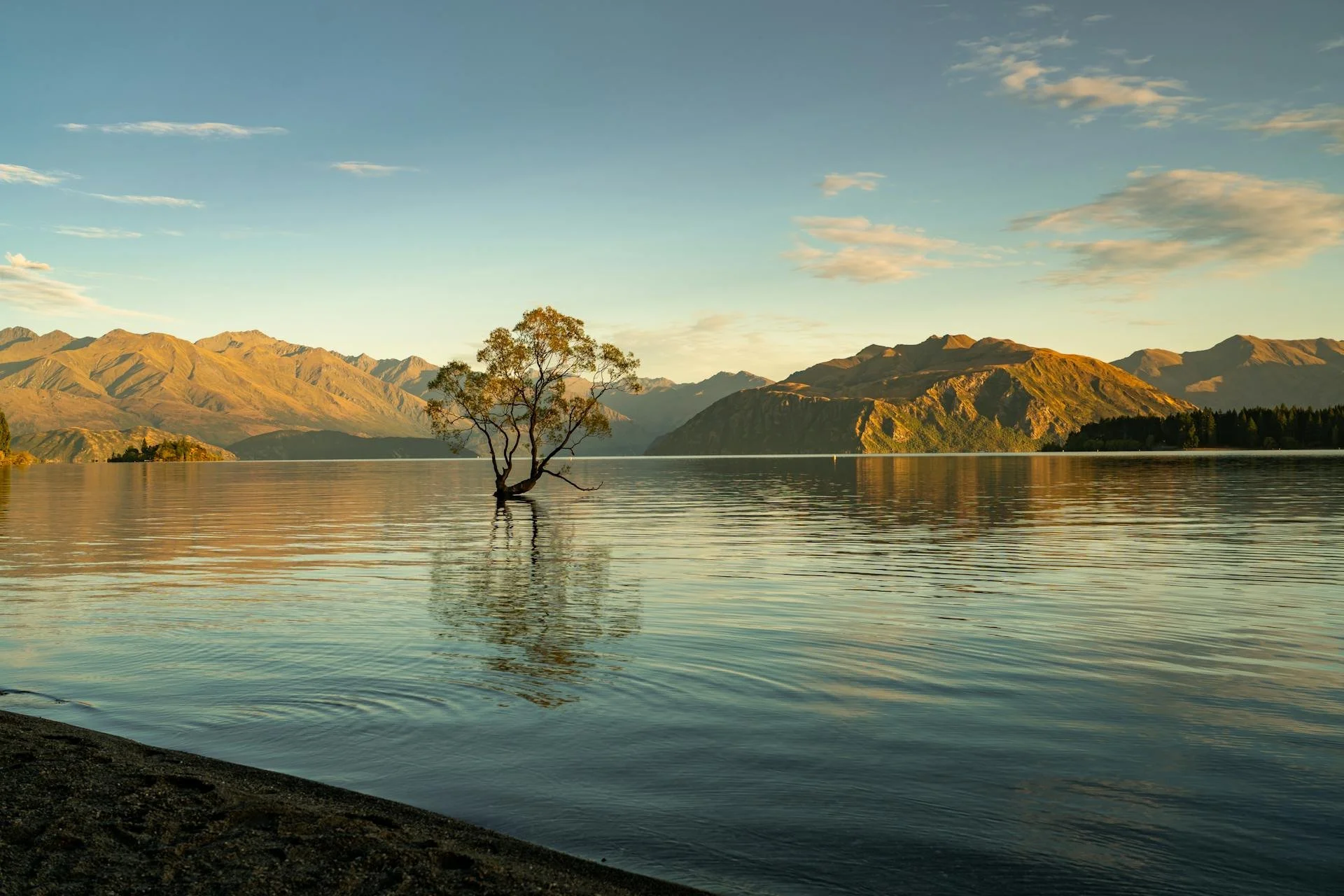 Wanaka tree