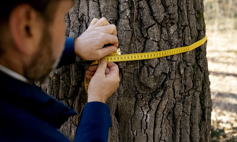 A man measures the circumference of a large tree trunk with a yellow tape measure outdoors.