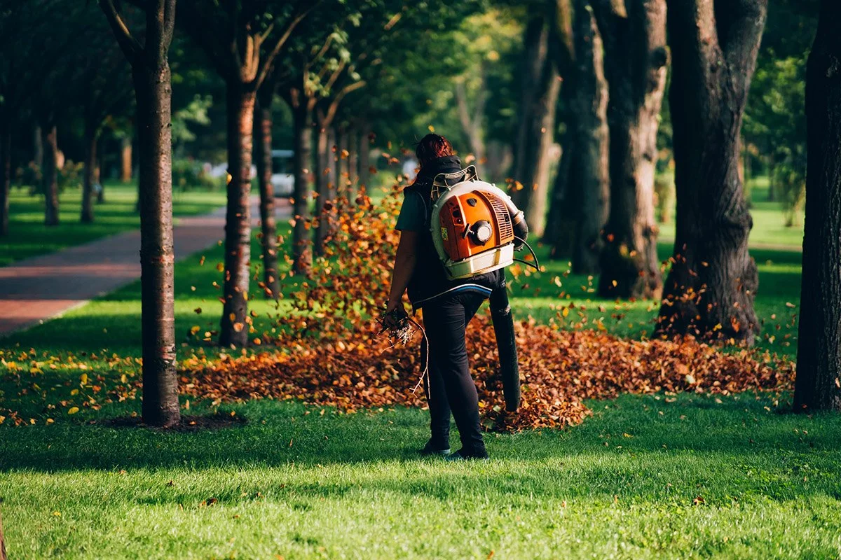 A person using leaf blower to clear fallen leaves in a park with trees and grass.