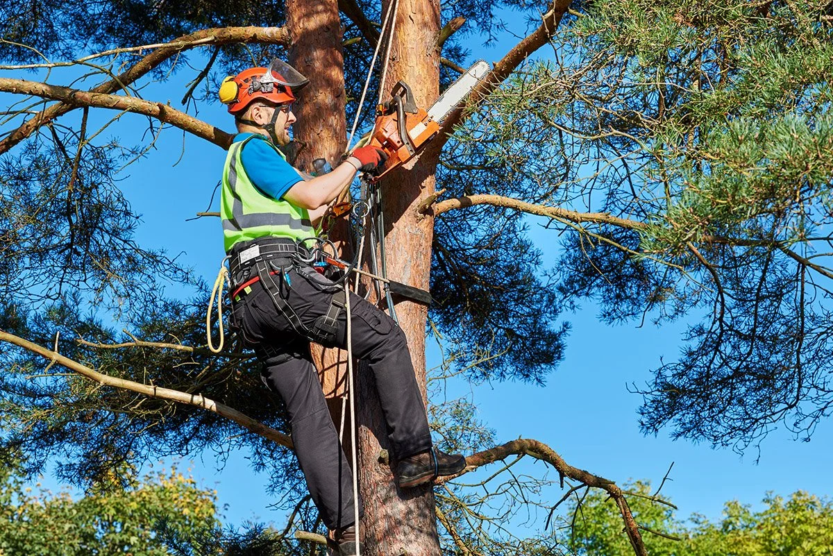 Tree worker using a chainsaw to cut a branch while perched in a tall tree, wearing safety gear including a helmet, ear protection, and harness.