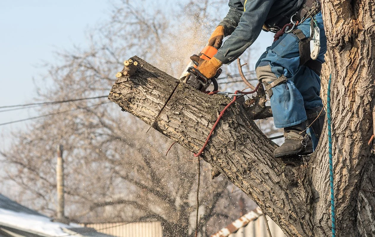 A person wearing protective gloves and safety gear is cutting a large tree branch with a chainsaw while perched in a tree.