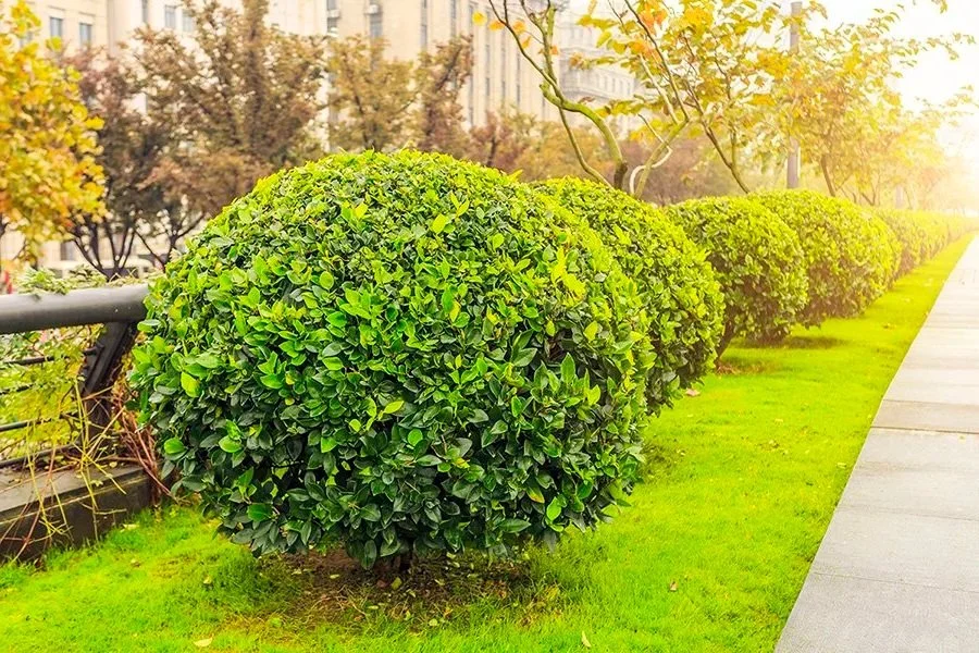 A row of neatly trimmed green bushes along a sidewalk, with trees and a building in the background during autumn.