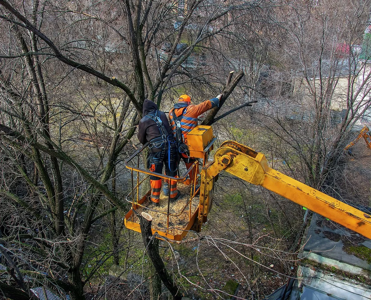 Two workers in safety gear working on a tree using a cherry picker lift in a wooded area.
