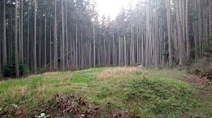 Camano Island Forest again.jpeg