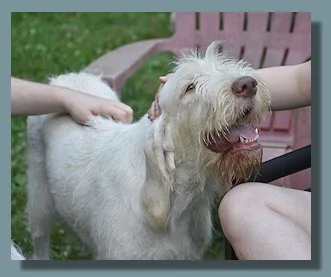 A person petting a happy, scruffy white dog sitting on a park bench.