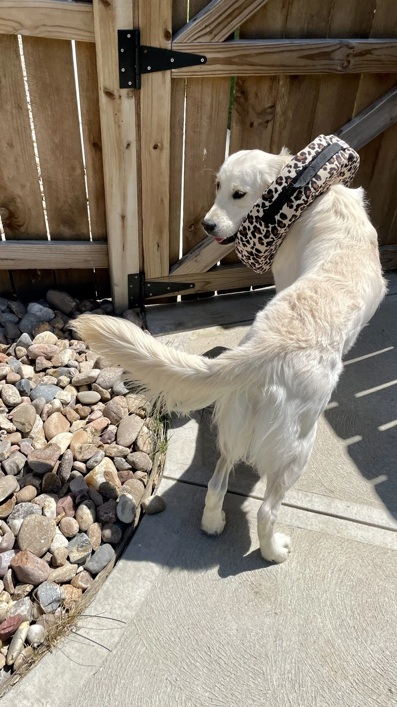 IMG_9006.JPEG
