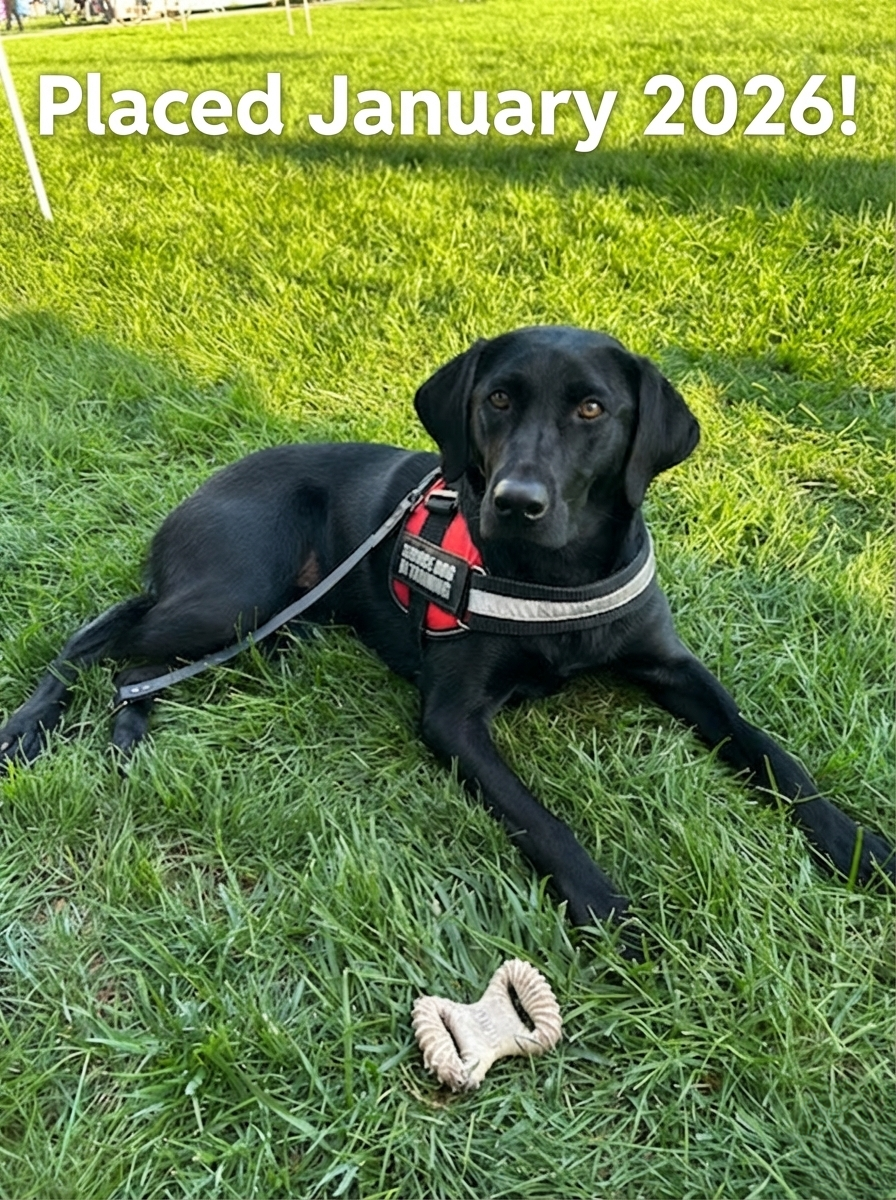 Profile of a gray dog with light eyes against a black background.