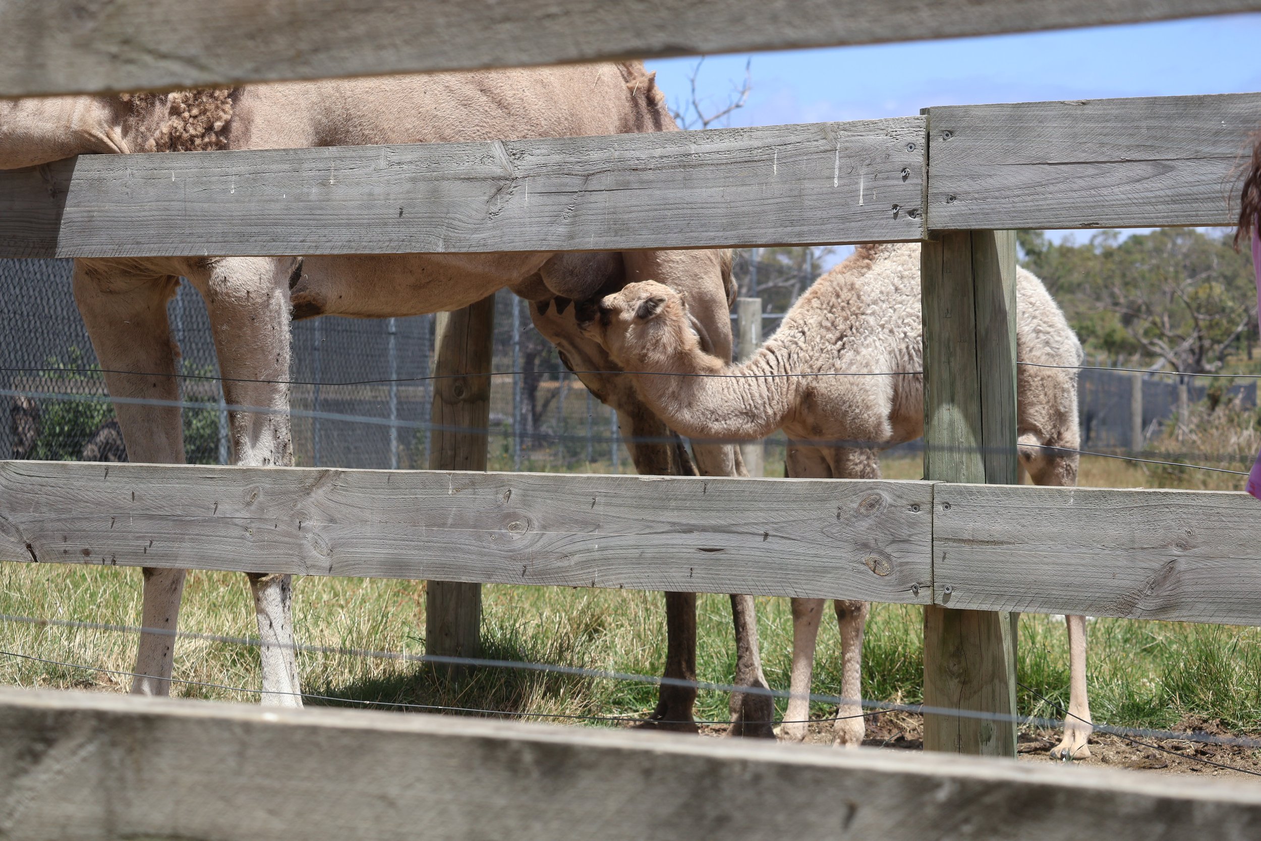 The baby camel at the big goose is a real highlight.