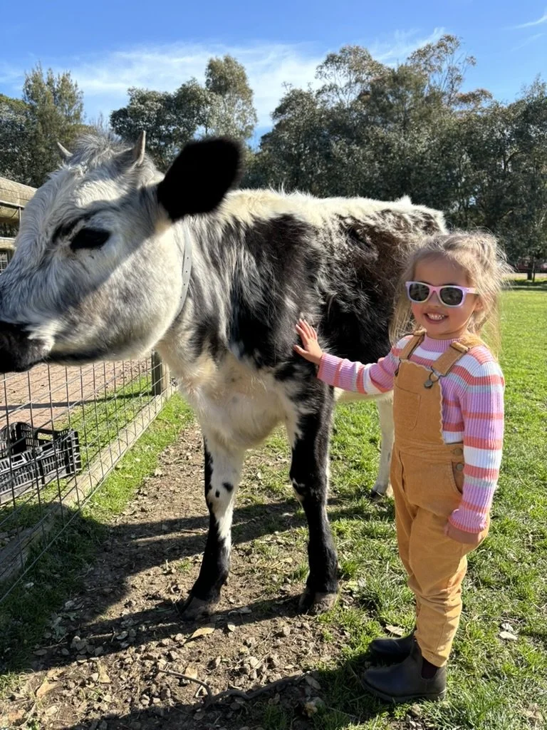 Our daughter up close with a very gentle cow at Rain Haine and Shine, enjoying learning about animals.