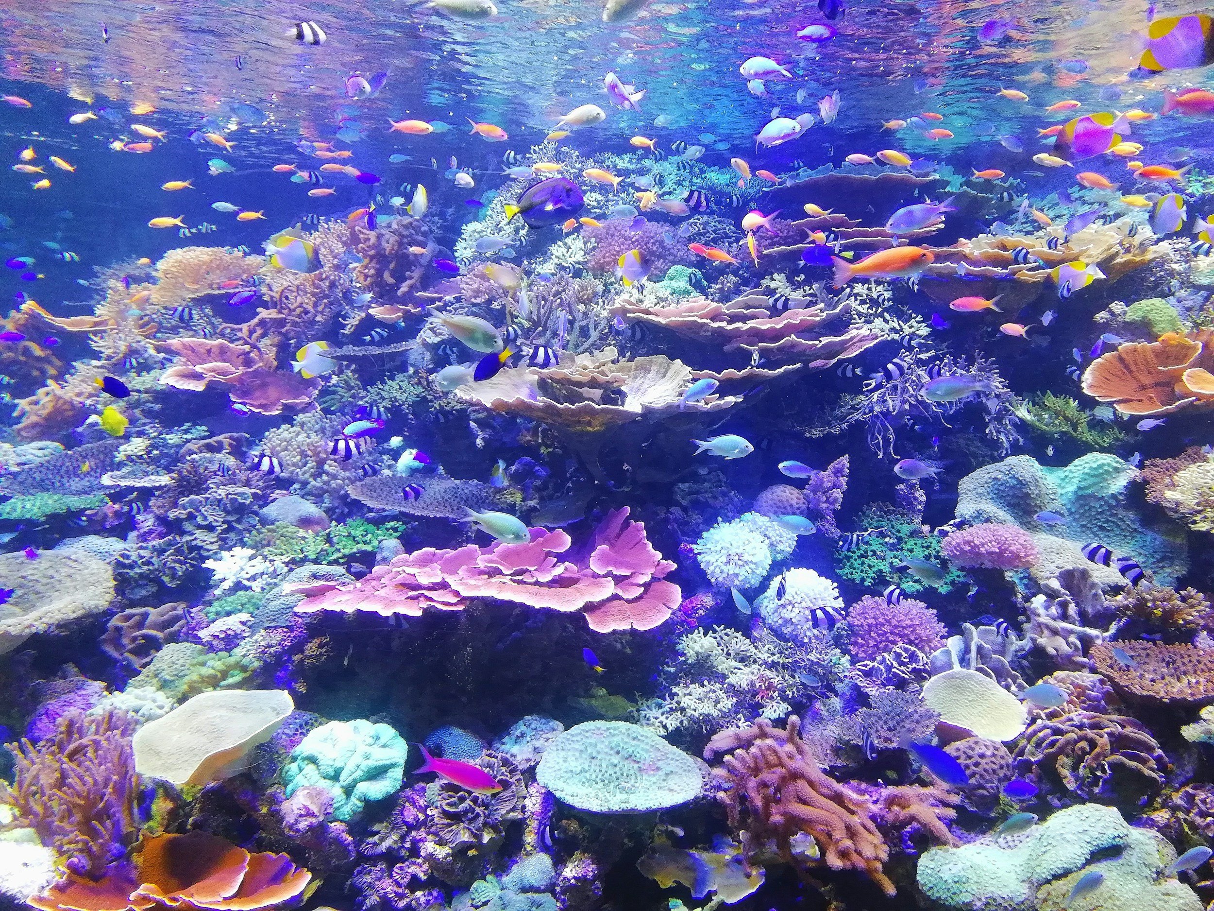 Colorful coral reef with various species of fish, including yellow, purple, blue, and striped fish swimming among coral formations.