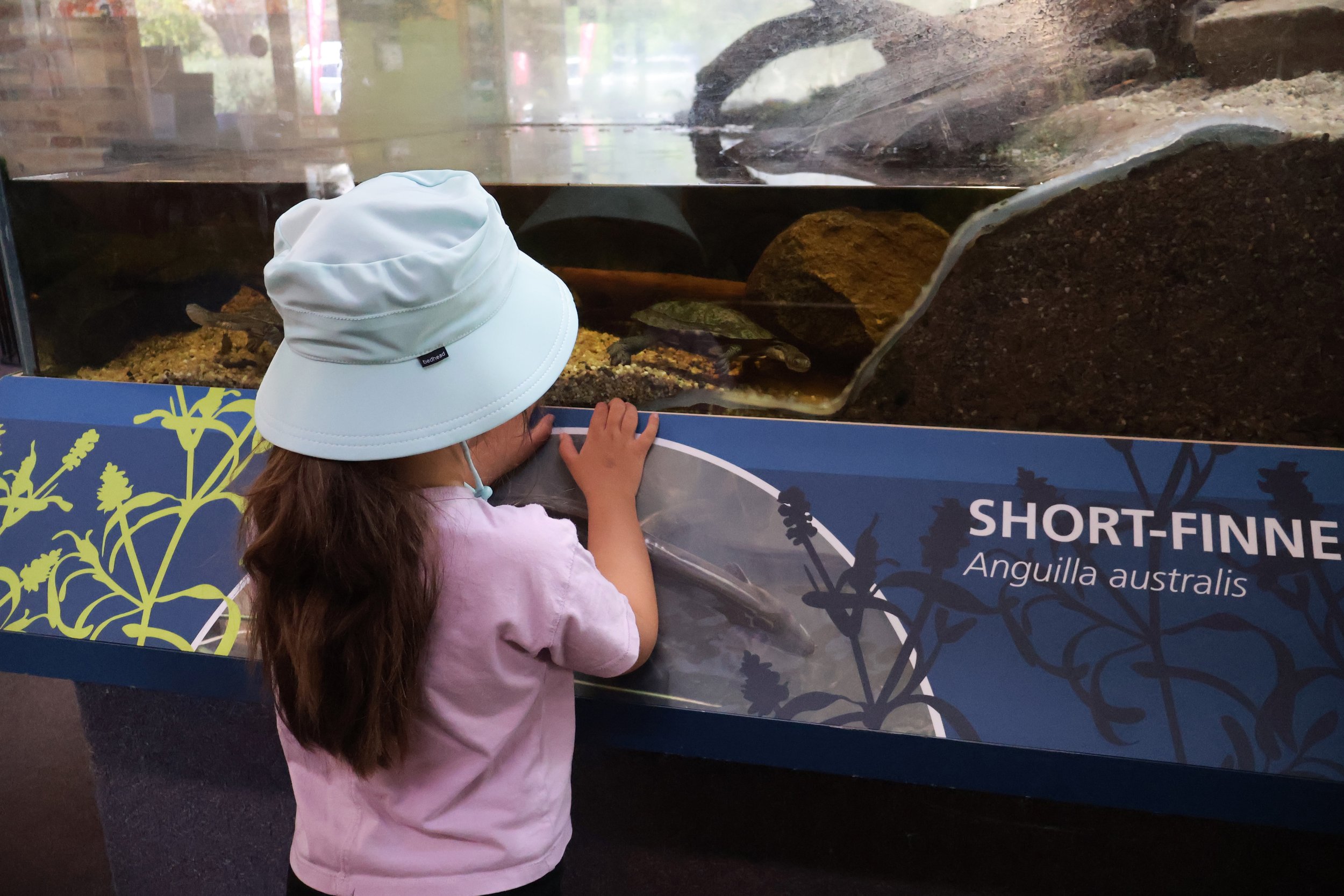 A young girl wearing a white bucket hat and pink shirt is looking at a glass display of short-fin eels labeled 'SHORT-FINNE Anguilla australis' at the Briars Wildlife Sanctuary.