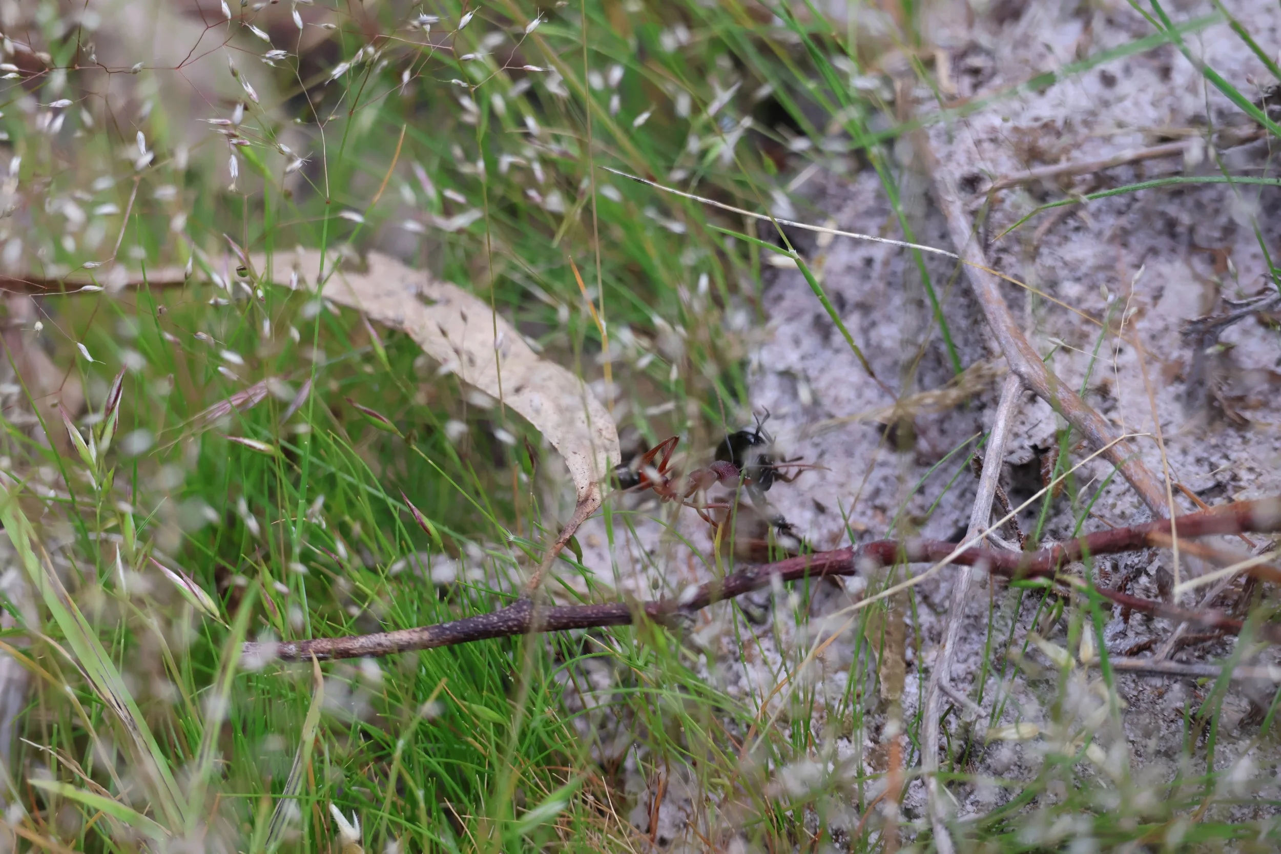 Close-up of an ant crawling on dry dirt and grass.