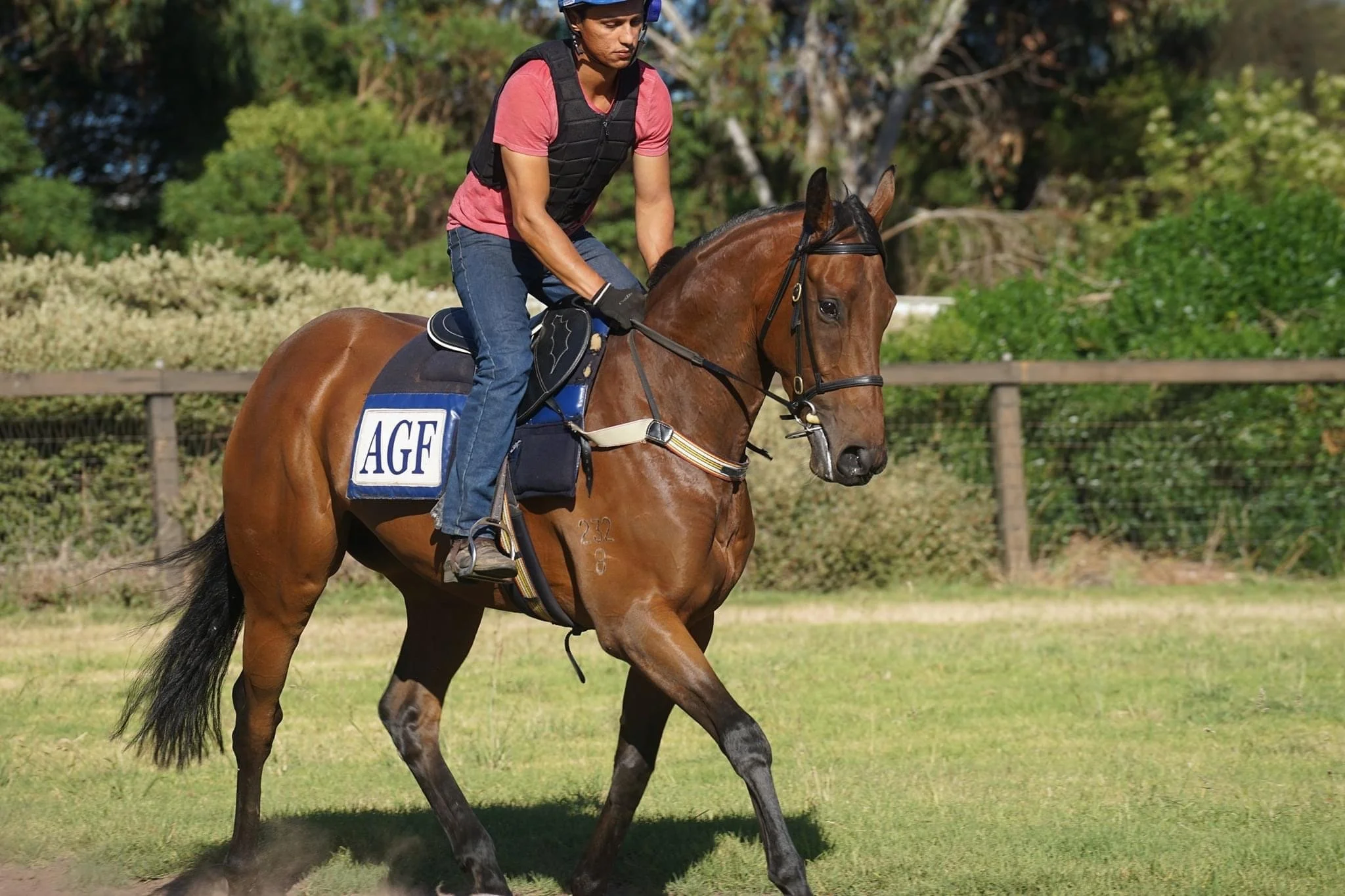 A person riding a brown horse on a grassy field, wearing a pink shirt, black protective vest, and a helmet, with a fence and trees in the background.