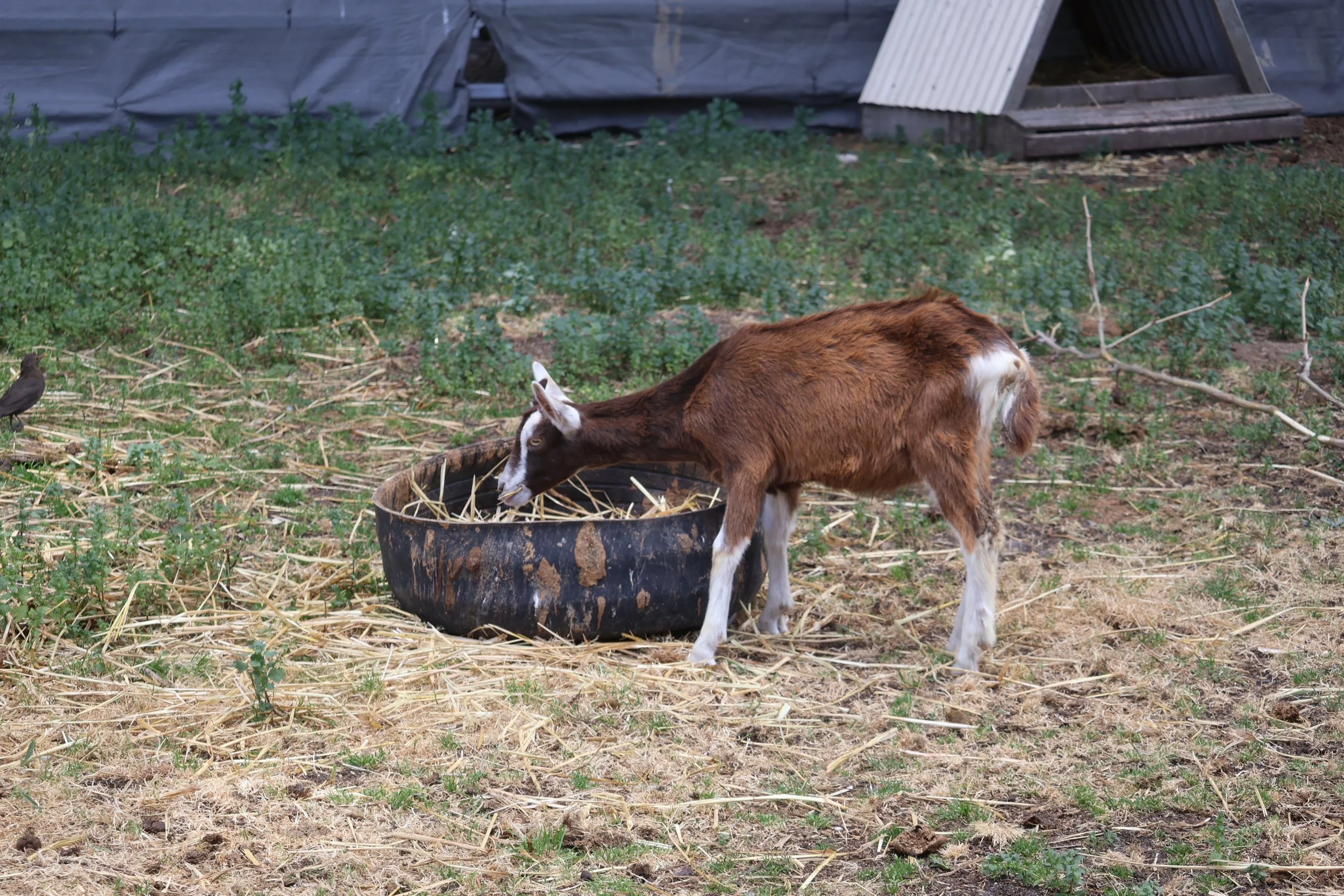 A goat eating from a large black tire used as a pig feeder in an outdoor farm area with dry grass, green weeds, and some scrap metal or boards in the background.