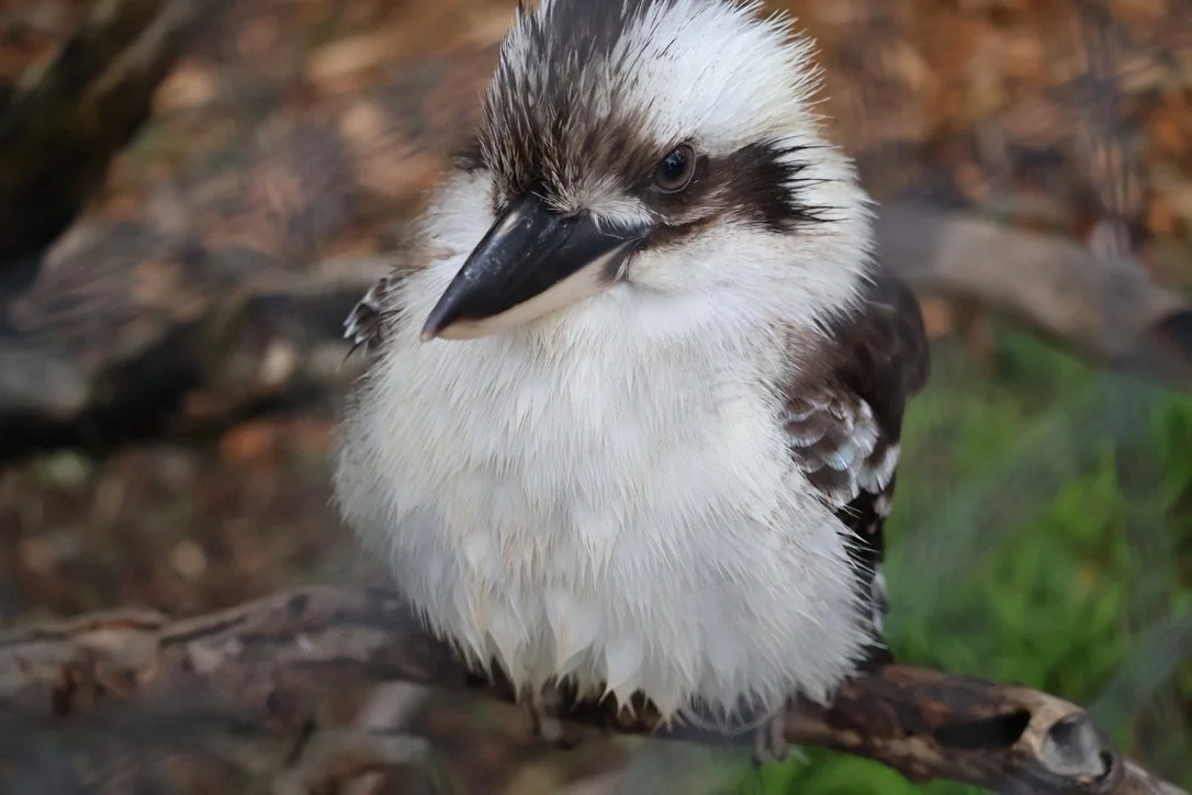 Close-up of a kookaburra bird perched on a branch, showing its white and brown feathers and dark eyes.