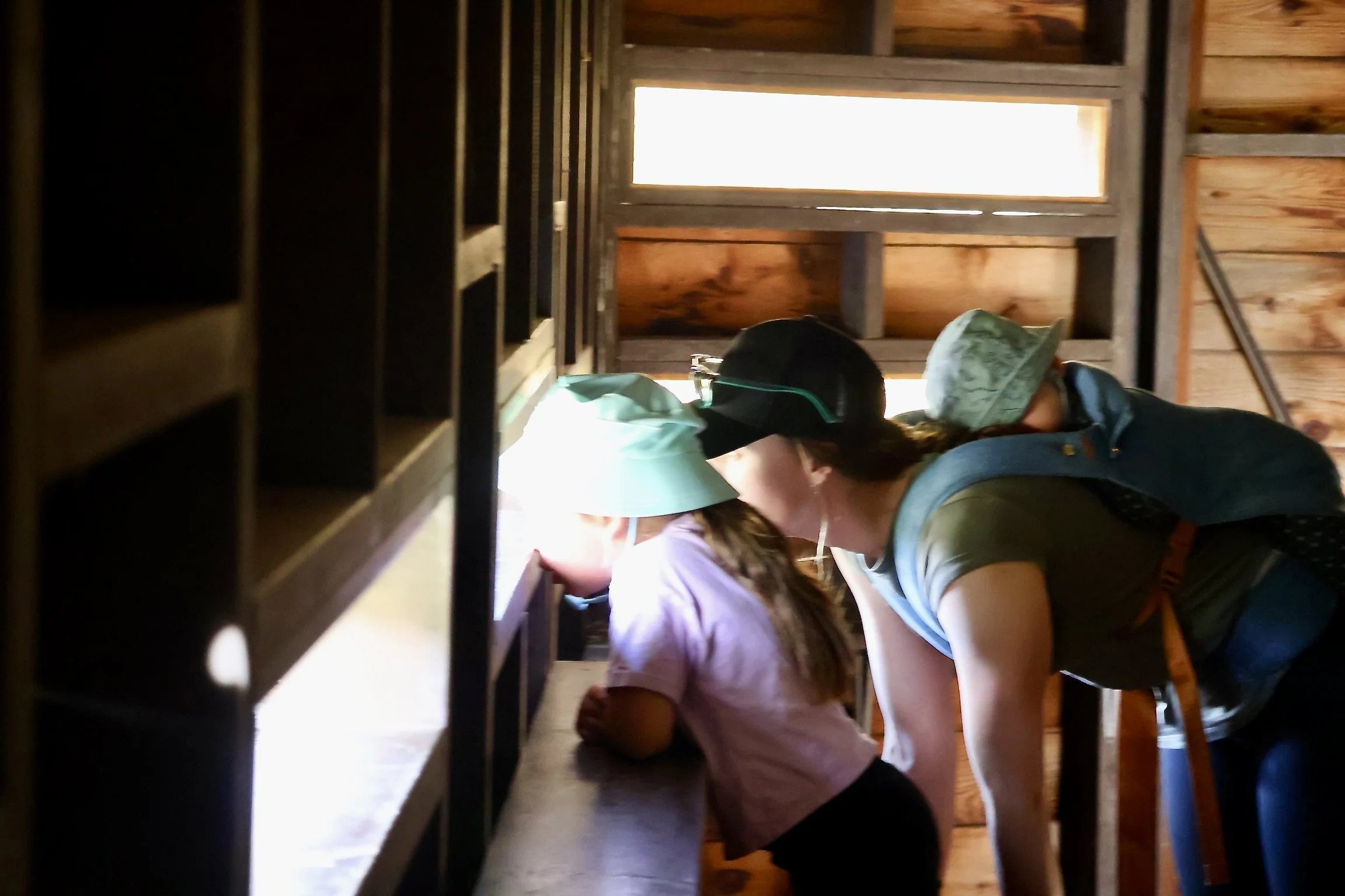 Two children and an adult looking through a small window in a in a bird hide at the Briars Wildlife Sanctuary.