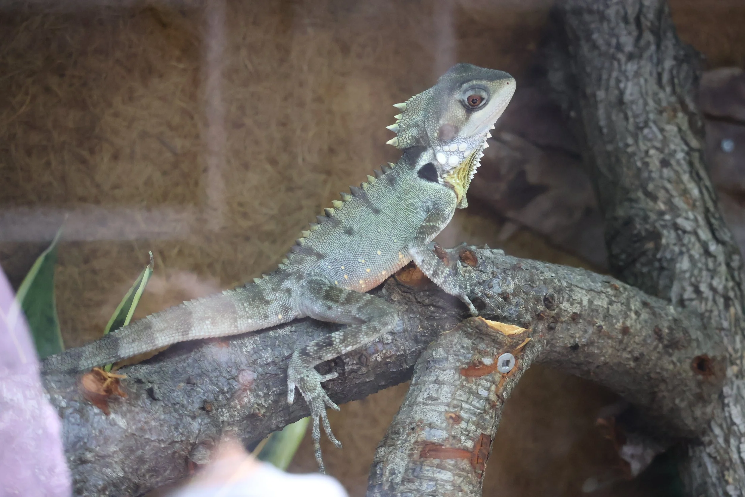 A green and gray iguana with spines on its back perched on a rough tree branch.
