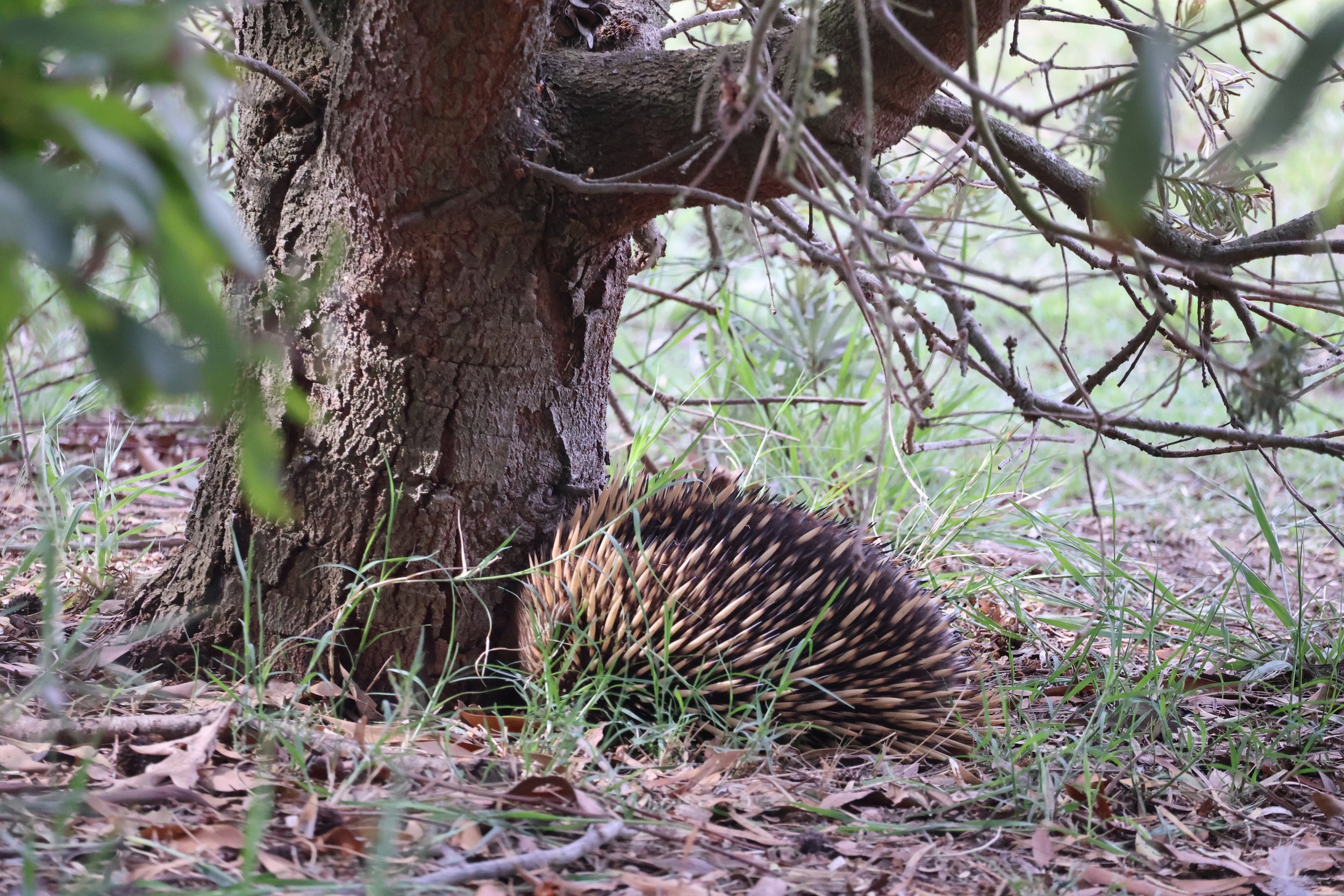 A echidna resting on the ground near a tree in a forested area, surrounded by grass and leaves.