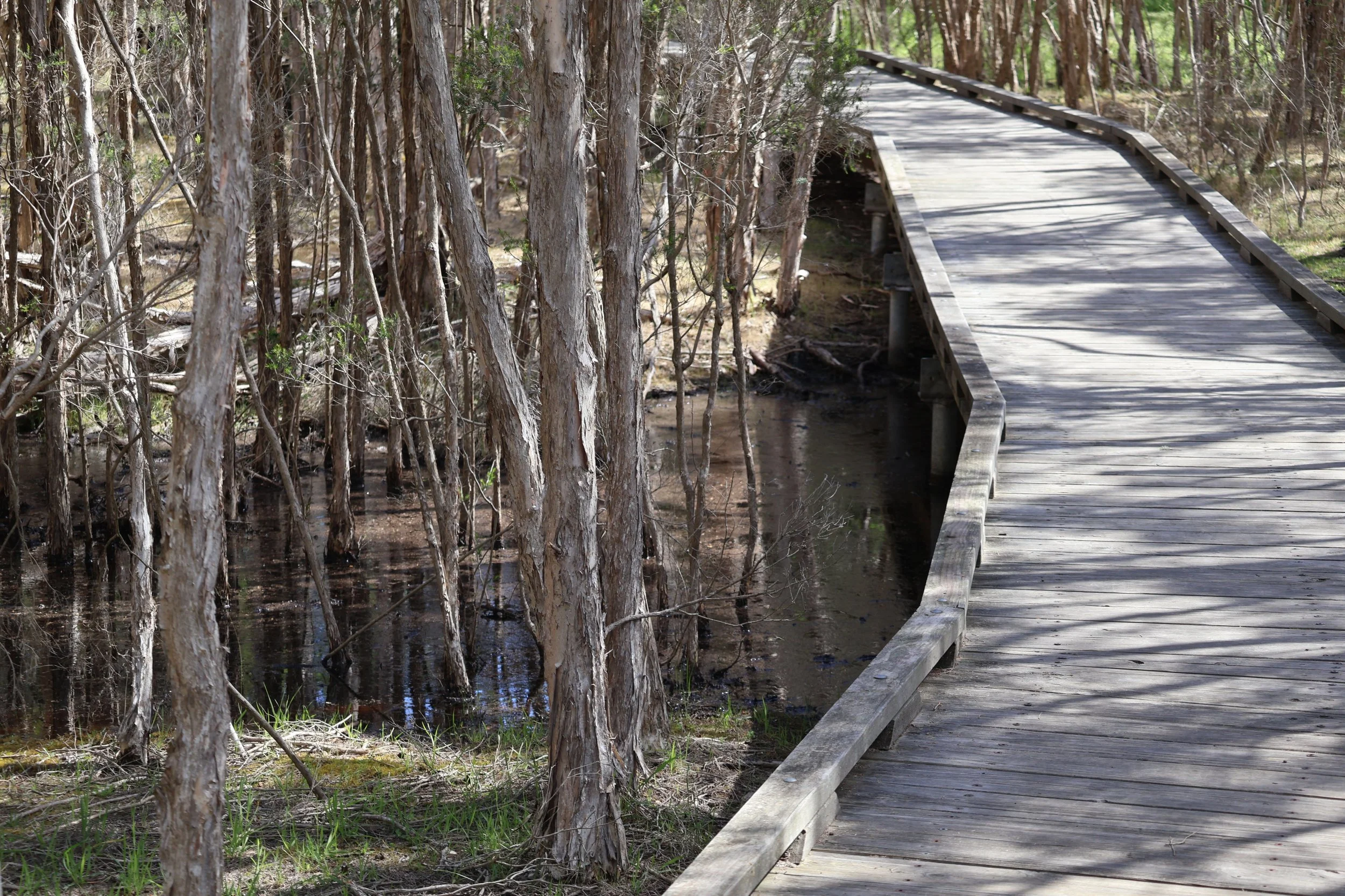 A wooden boardwalk winding through a swamp with trees and water underneath.