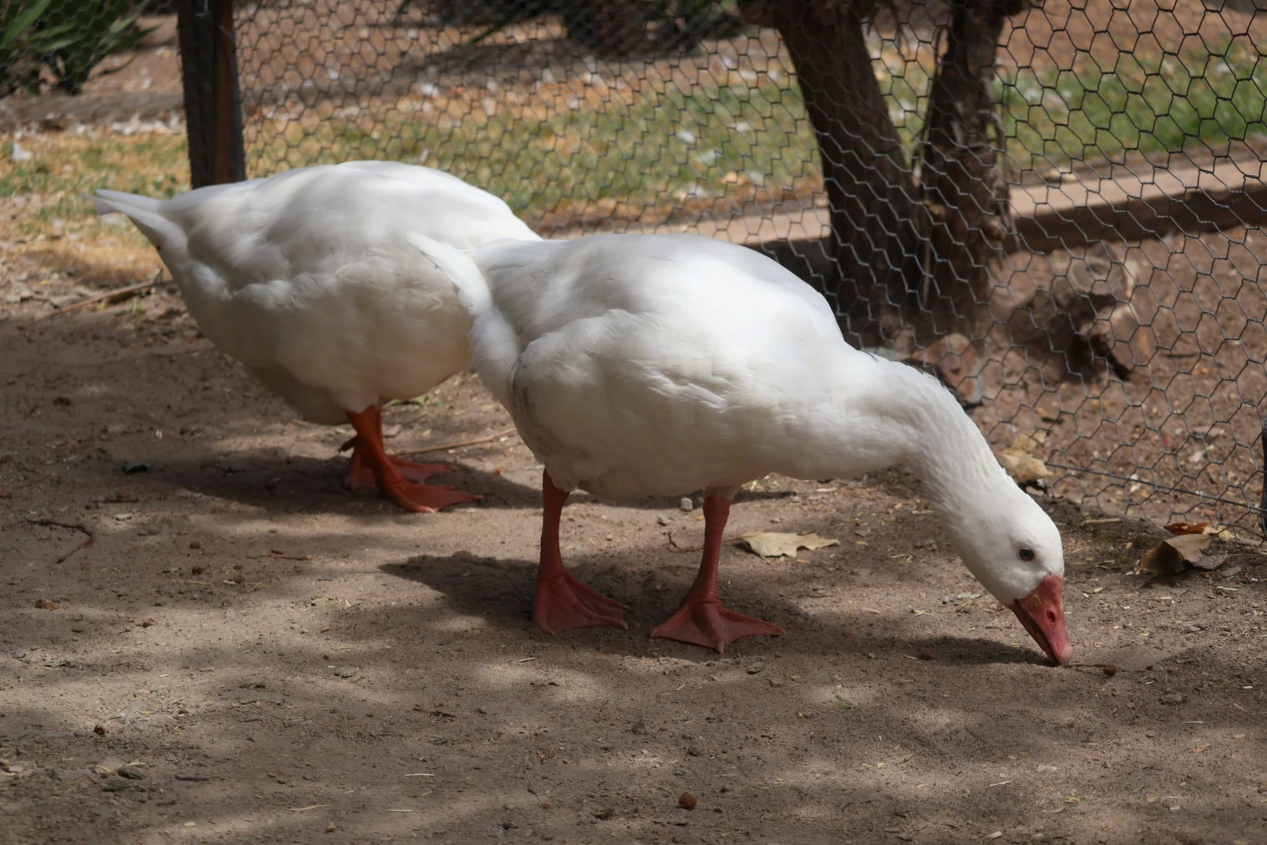 Two white geese with orange beaks and feet standing on dirt ground near a wire fence.