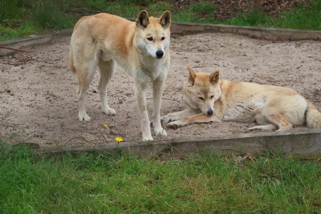 Two Dingos relaxing at Moonlit Sanctuary.