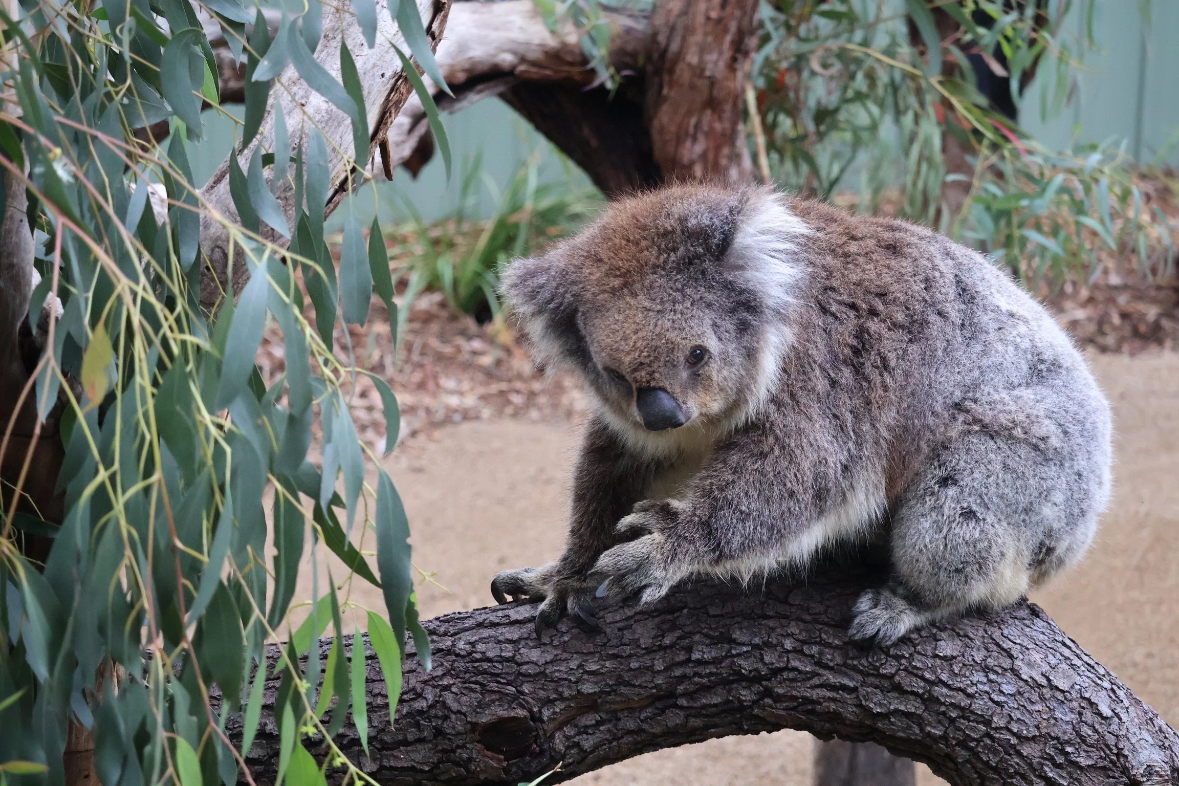 A koala bear sitting on a tree branch surrounded by eucalyptus leaves in a natural habitat.