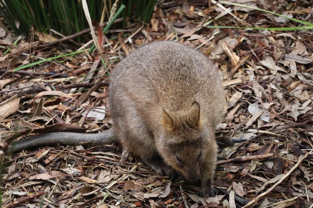 A quokka on the ground covered with dry leaves and some green foliage in the background.