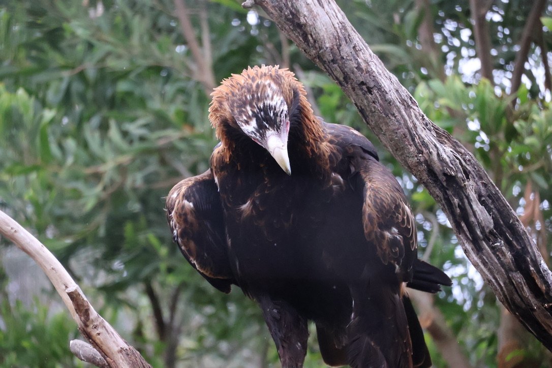 A wedge tail Eagle at Moonlit Sanctuary perched on a tree branch, looking downward in a leafy forest setting.
