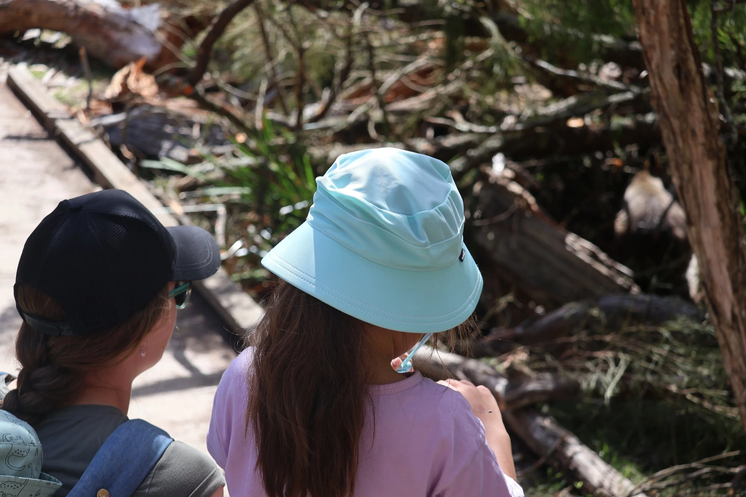 Showing my daughter a wallaby in the wild