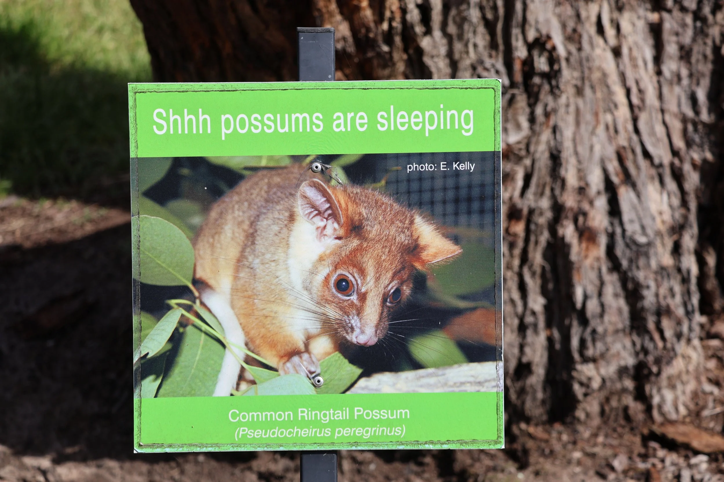 A green informational sign with a photo of a common ringtail possum perched on a branch among green leaves, with a background of tree bark. The sign states 'Shhh possums are sleeping', credits photographer E. Kelly, and provides scientific name Pseudocheirus peregrinus.