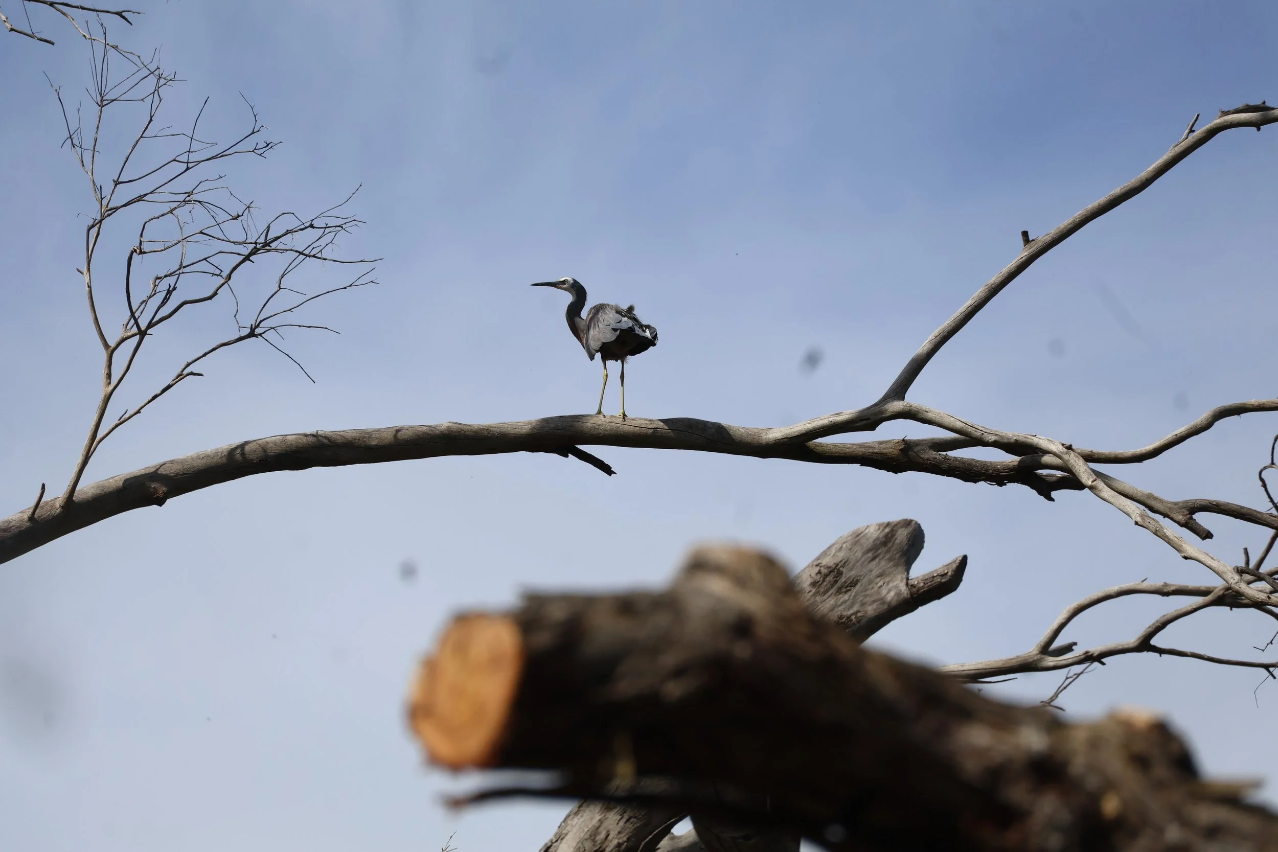 Wetlands, Wildlife & One Ant-Related Meltdown