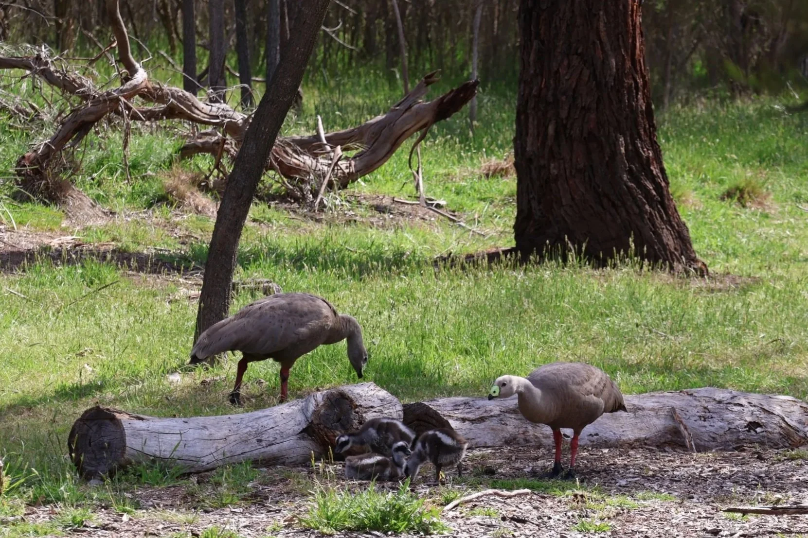 A mother goose with three goslings on the ground near a fallen log in a forested area with trees and green grass.